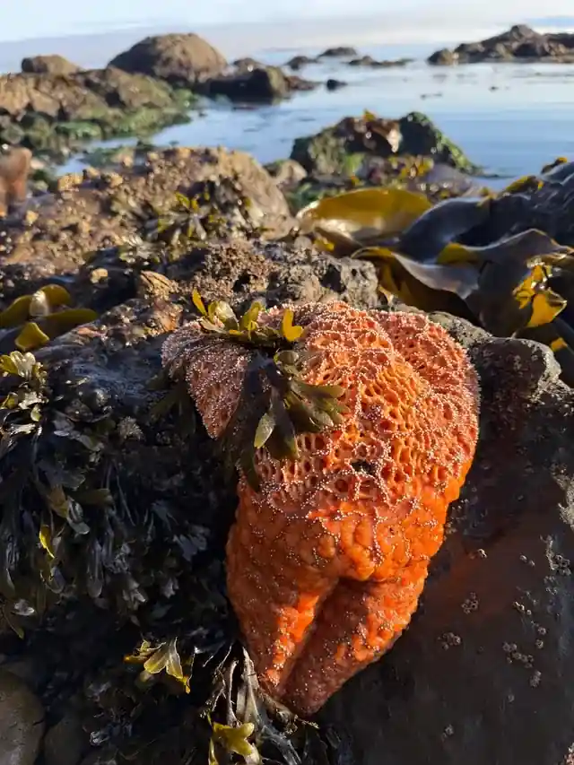 An orange sea star on a seaweed-covered rock