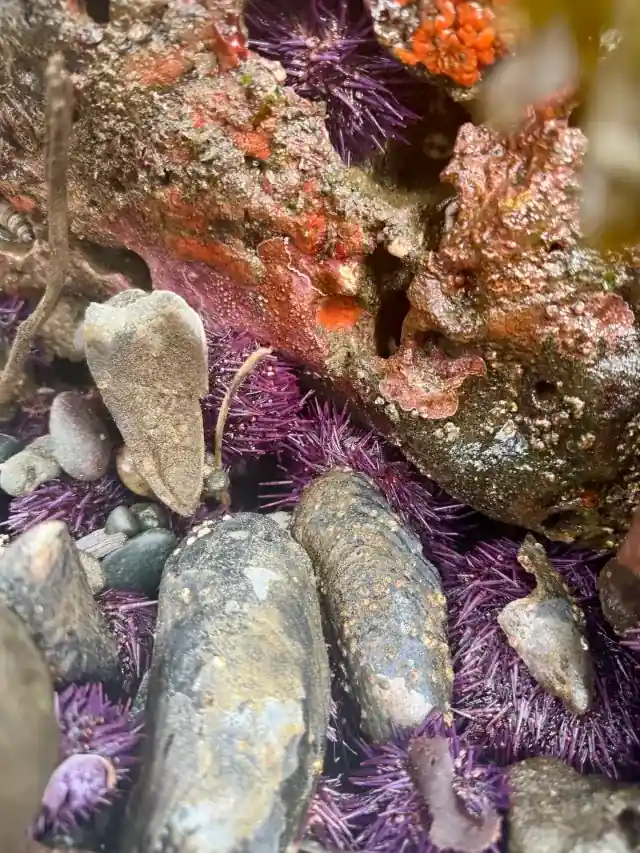 An oyster beside purple urchins on a tidepool rock
