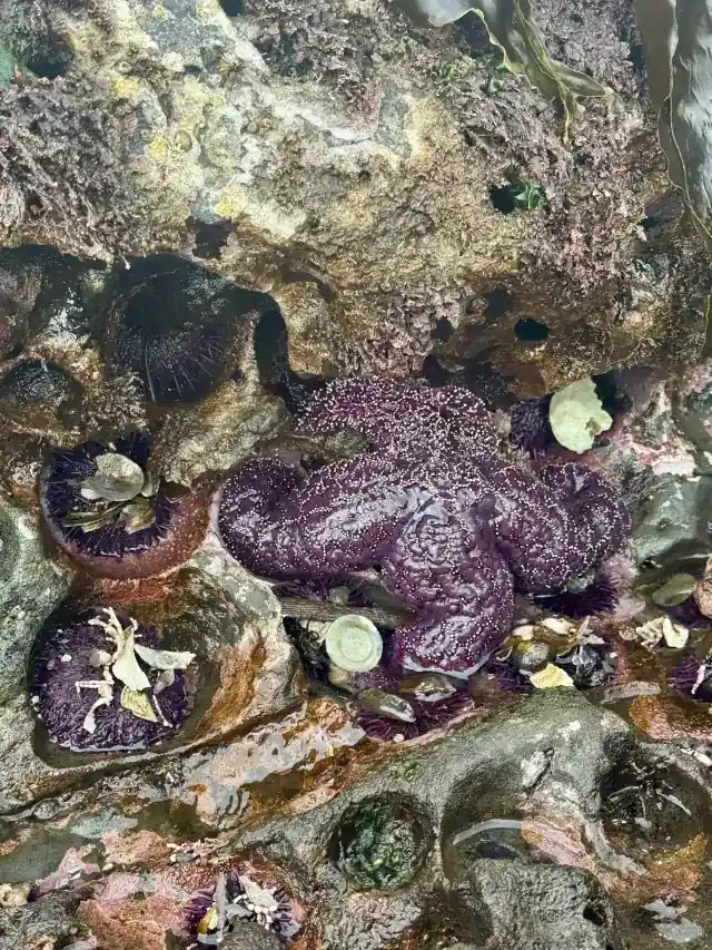 A purple sea star in a tidepool among barnacles