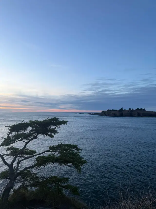 Dusk over the Strait of Juan de Fuca with a wind-bent tree on the shore