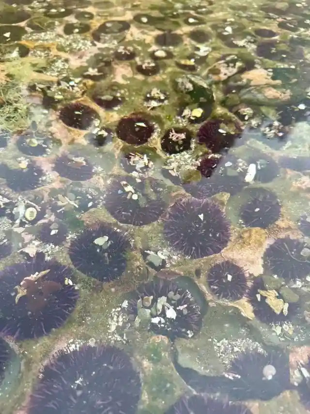 Purple urchins packed into a tidepool