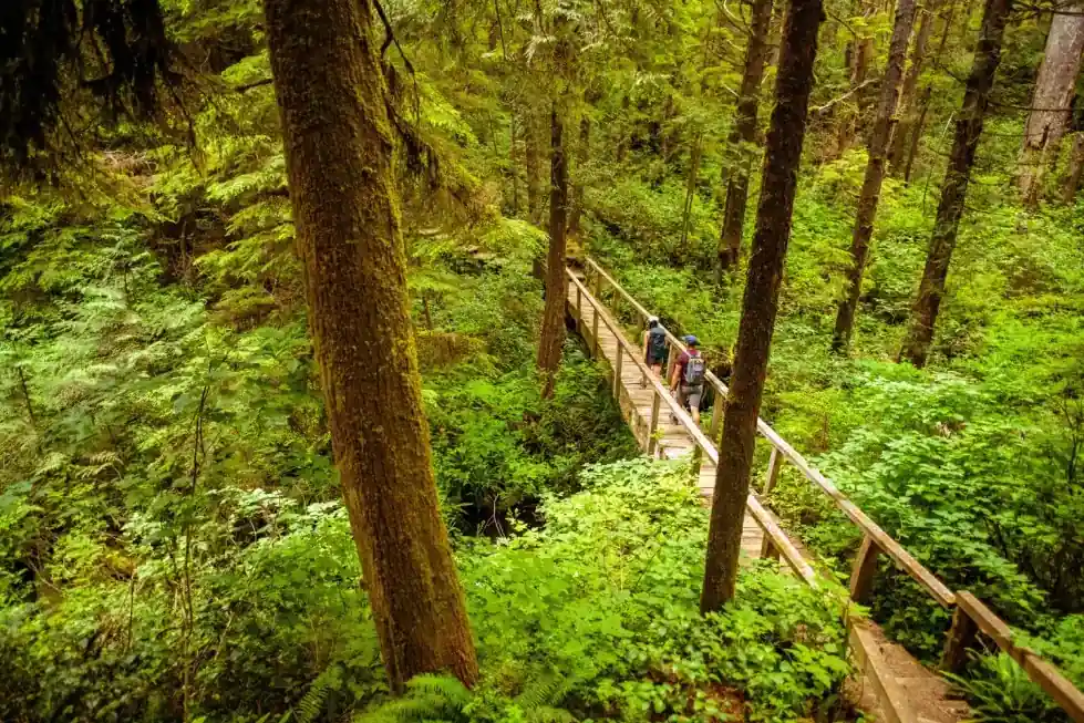 A boardwalk trail running through old-growth forest at Ozette