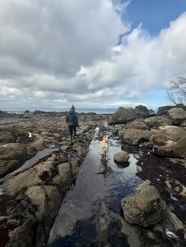 A person tidepooling across wet rocks at low tide